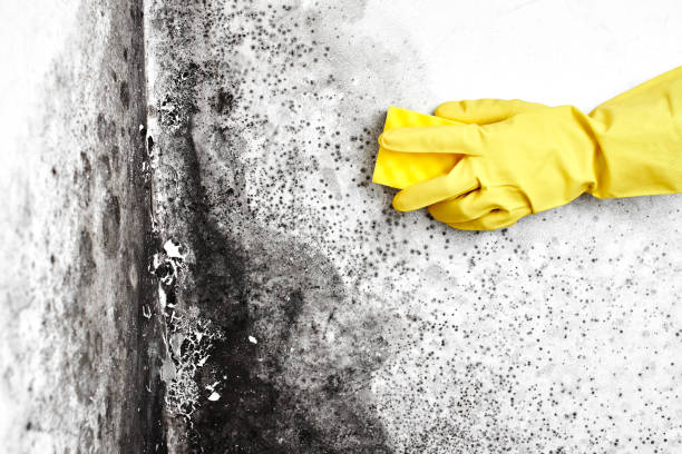 Best Residential Mold Removal  in Inglenook, CT