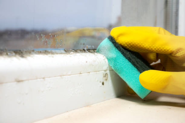 Best Office Mold Removal Services  in Inglenook, CT