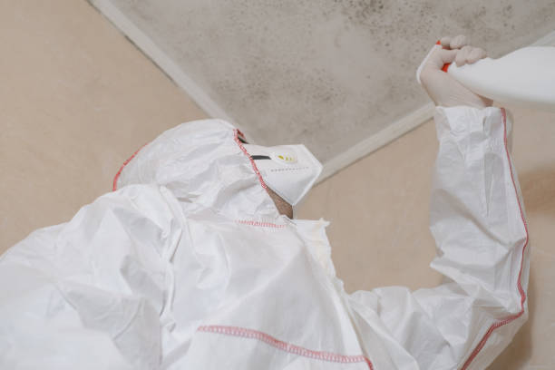 Best Local Mold Removal Service  in Inglenook, CT