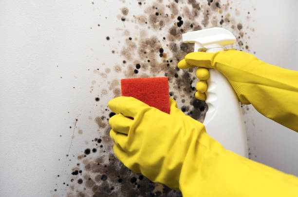 Best Mold Removal Company Near Me  in Inglenook, CT