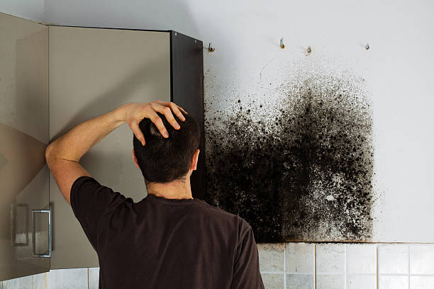Best Crawl Space Mold Removal  in Inglenook, CT