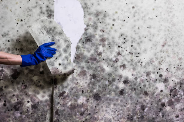 Best Mold Testing  in Inglenook, CT
